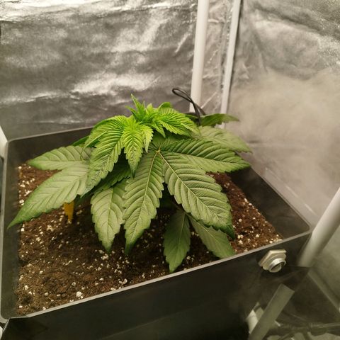 Cherry Popper Strain (Barney's Farm) growlog timeline photo
