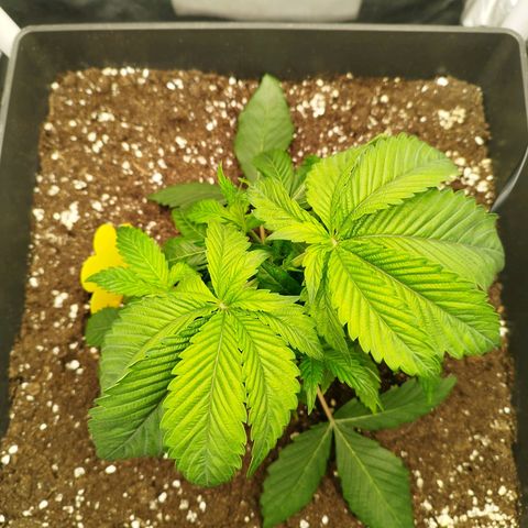 Cherry Popper Strain (Barney's Farm) growlog timeline photo