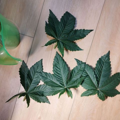 Cherry Popper Strain (Barney's Farm) growlog timeline photo