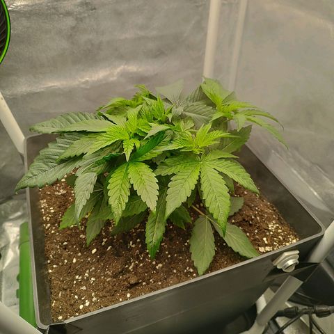 Cherry Popper Strain (Barney's Farm) growlog photo: Apici dopo topping 3-4 cm
