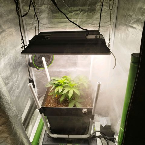 Cherry Popper Strain (Barney's Farm) growlog photo: Apici dopo topping 3-4 cm