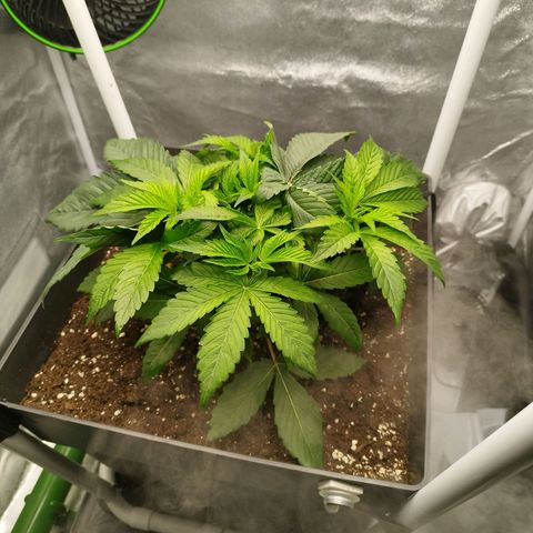 Cherry Popper Strain (Barney's Farm) growlog photo: Apici dopo topping 3-4 cm