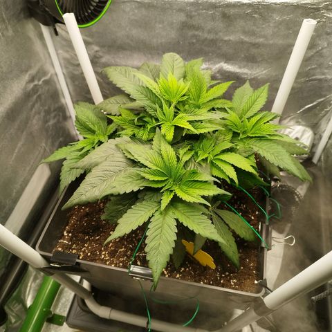 Cherry Popper Strain (Barney's Farm) growlog timeline photo