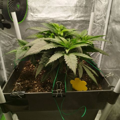 Cherry Popper Strain (Barney's Farm) growlog timeline photo