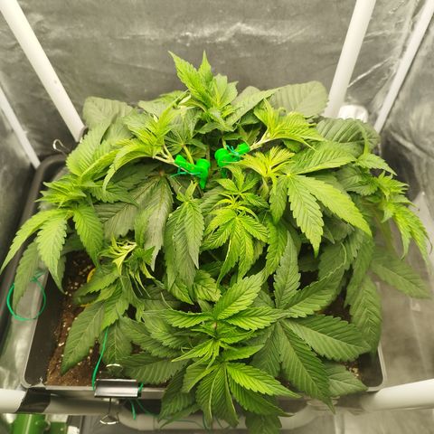 Cherry Popper Strain (Barney's Farm) growlog photo: LST apici 