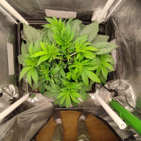 Cherry Popper Strain (Barney's Farm) growlog photo: LST apici 