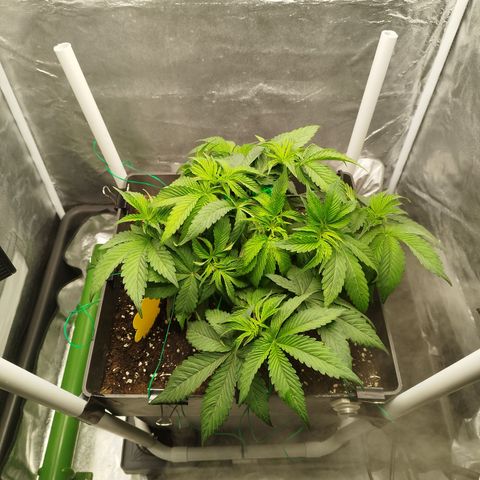 Cherry Popper Strain (Barney's Farm) growlog photo: Defogliazione ( foglie all'ombra)