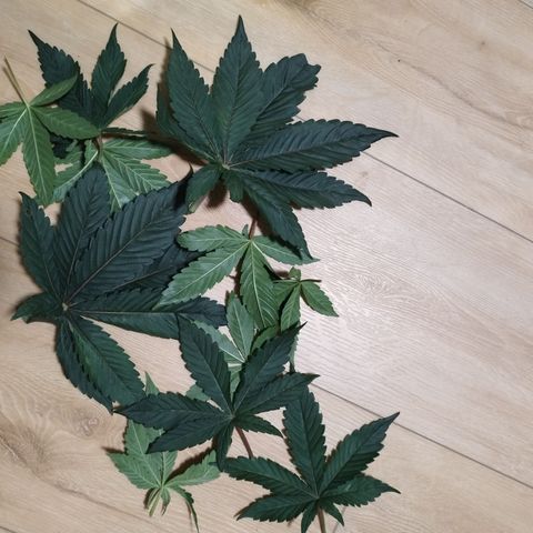 Cherry Popper Strain (Barney's Farm) growlog photo: Defogliazione ( foglie all'ombra)