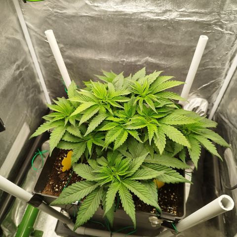 Cherry Popper Strain (Barney's Farm) growlog timeline photo
