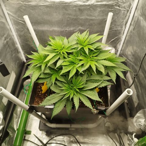 Cherry Popper Strain (Barney's Farm) growlog timeline photo