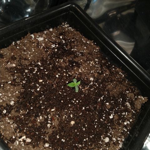 Lemon Blossom XXL Auto #1 growlog timeline photo