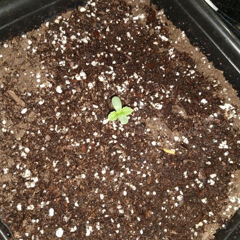 Lemon Blossom XXL Auto #1 growlog timeline photo