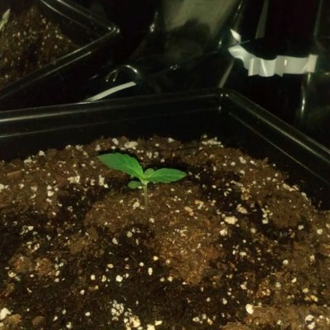 Lemon Blossom XXL Auto #1 growlog timeline photo