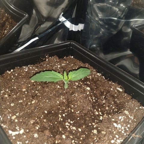 Lemon Blossom XXL Auto #1 growlog timeline photo