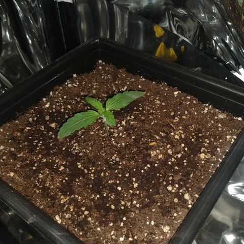 Lemon Blossom XXL Auto #1 growlog timeline photo