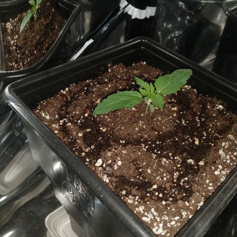 Lemon Blossom XXL Auto #1 growlog timeline photo