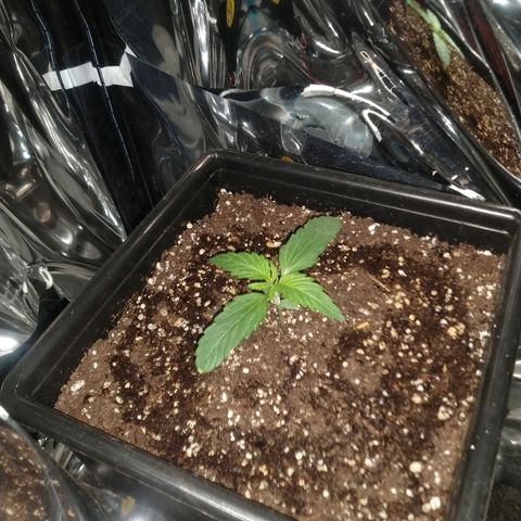 Lemon Blossom XXL Auto #1 growlog timeline photo