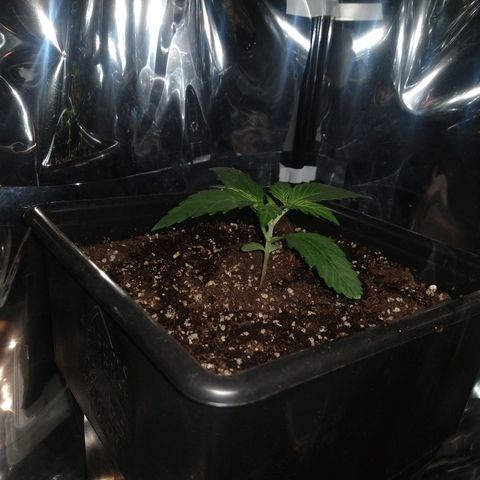 Lemon Blossom XXL Auto #1 growlog timeline photo