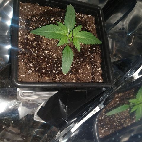 Lemon Blossom XXL Auto #1 growlog timeline photo