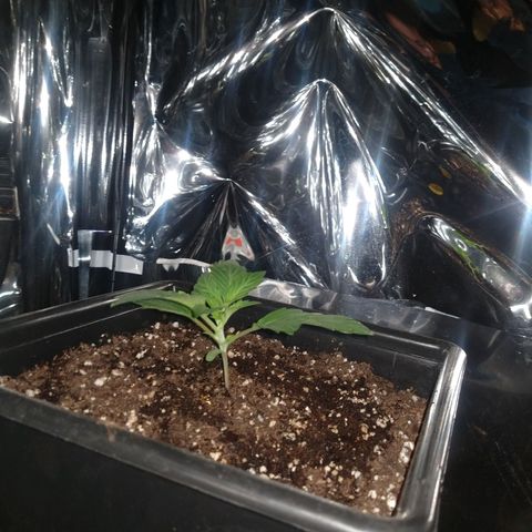 Lemon Blossom XXL Auto #1 growlog timeline photo