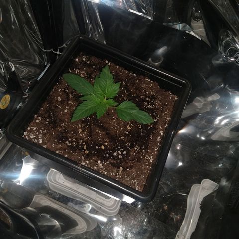 Lemon Blossom XXL Auto #1 growlog timeline photo