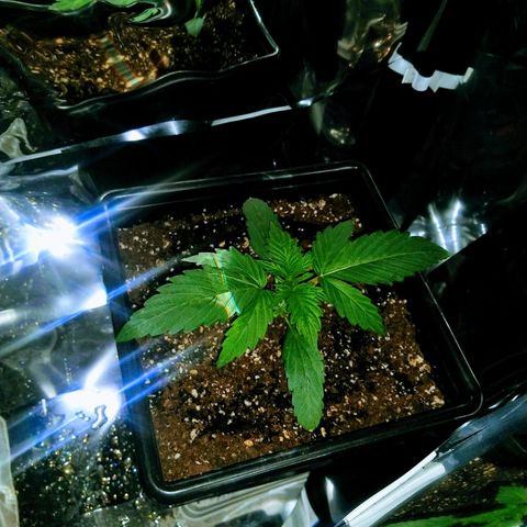 Lemon Blossom XXL Auto #1 growlog timeline photo