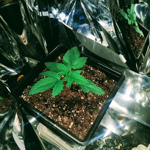Lemon Blossom XXL Auto #1 growlog timeline photo