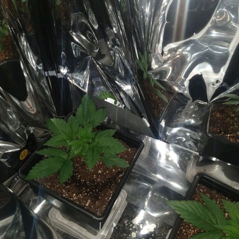 Lemon Blossom XXL Auto #1 growlog timeline photo