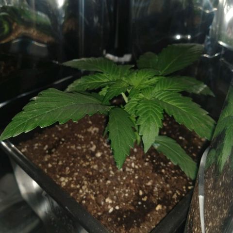 Lemon Blossom XXL Auto #1 growlog timeline photo