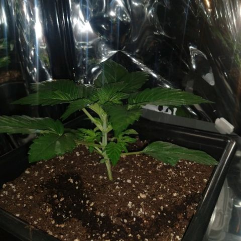 Lemon Blossom XXL Auto #1 growlog timeline photo