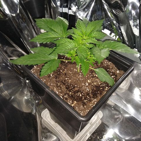 Lemon Blossom XXL Auto #1 growlog timeline photo