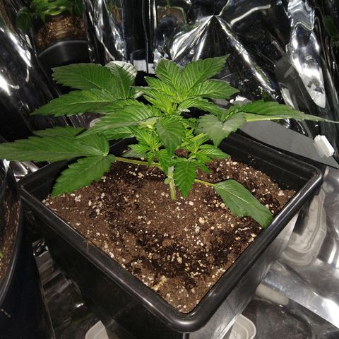 Lemon Blossom XXL Auto #1 growlog timeline photo