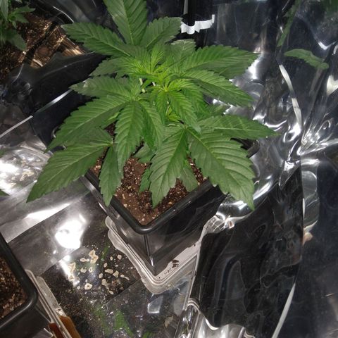 Lemon Blossom XXL Auto #1 growlog timeline photo