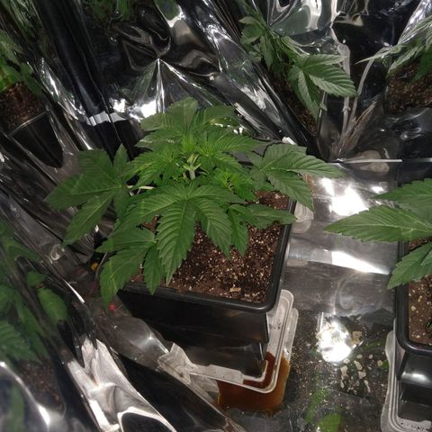 Lemon Blossom XXL Auto #1 growlog timeline photo
