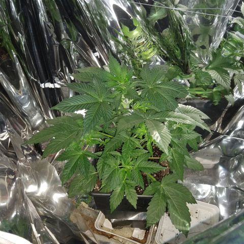 Lemon Blossom XXL Auto #1 growlog timeline photo
