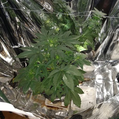 Lemon Blossom XXL Auto #1 growlog timeline photo