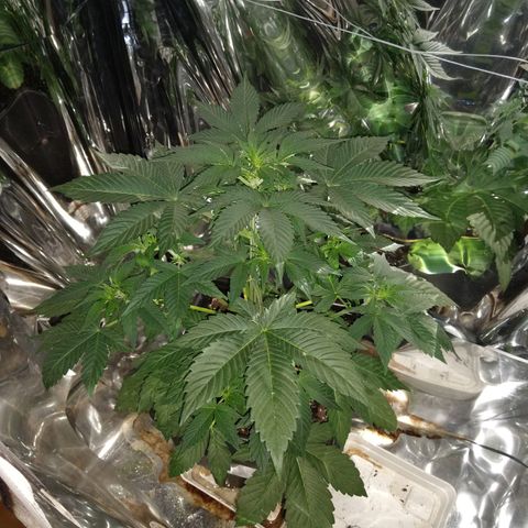 Lemon Blossom XXL Auto #1 growlog timeline photo