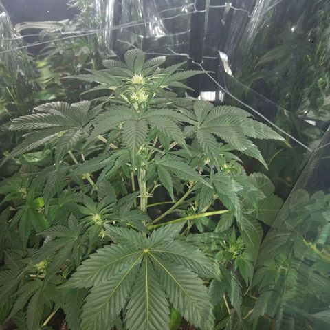 Lemon Blossom XXL Auto #1 growlog timeline photo