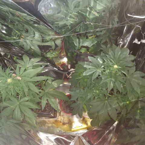 Lemon Blossom XXL Auto #1 growlog timeline photo