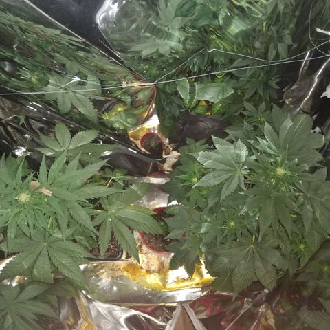 Lemon Blossom XXL Auto #1 growlog timeline photo
