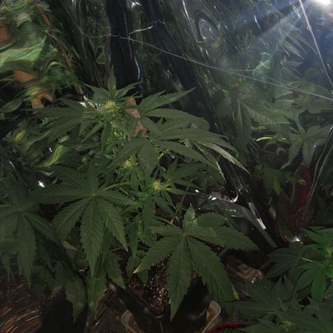 Lemon Blossom XXL Auto #1 growlog timeline photo