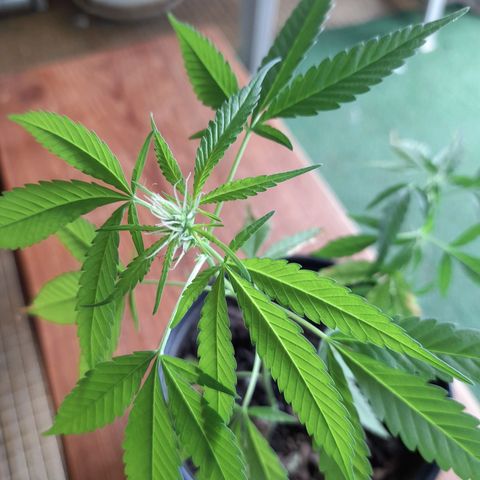 Groot growlog timeline photo