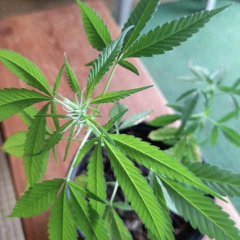 Groot growlog timeline photo
