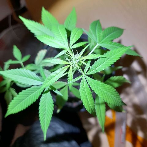 Groot growlog timeline photo