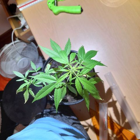 Groot growlog timeline photo