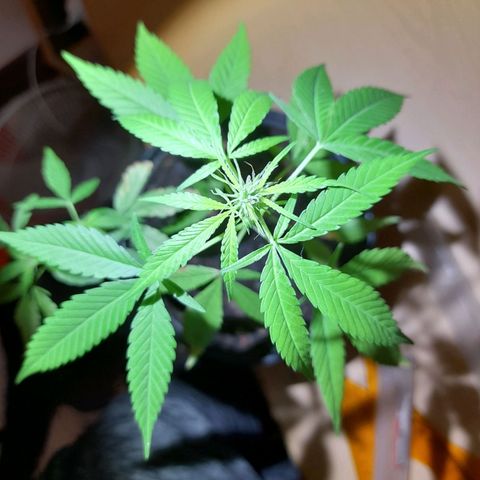 Groot growlog timeline photo