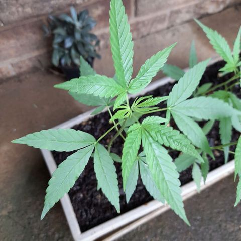 Klein growlog timeline photo