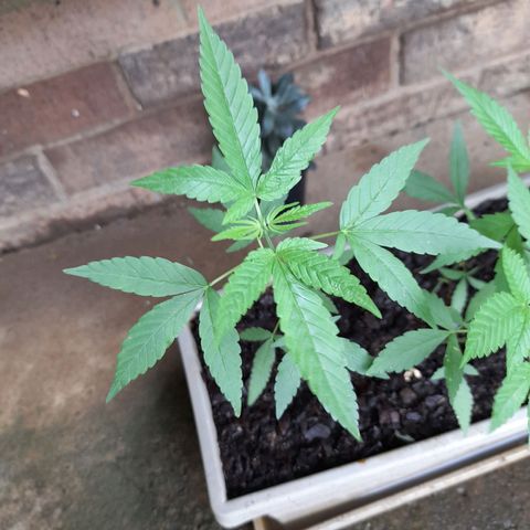 Klein growlog timeline photo