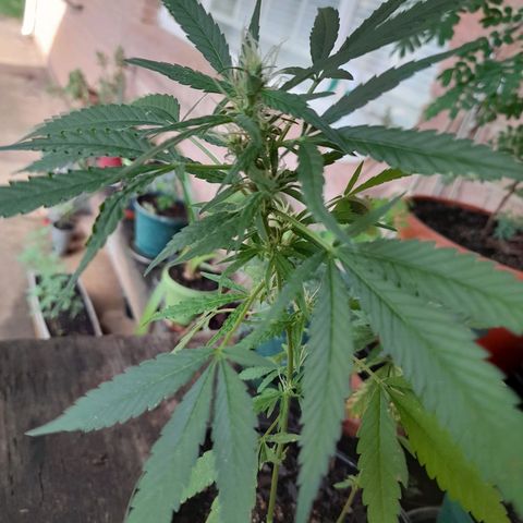 Groot growlog timeline photo