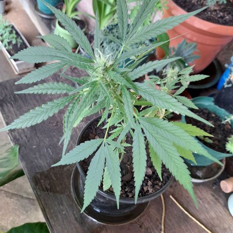Groot growlog timeline photo